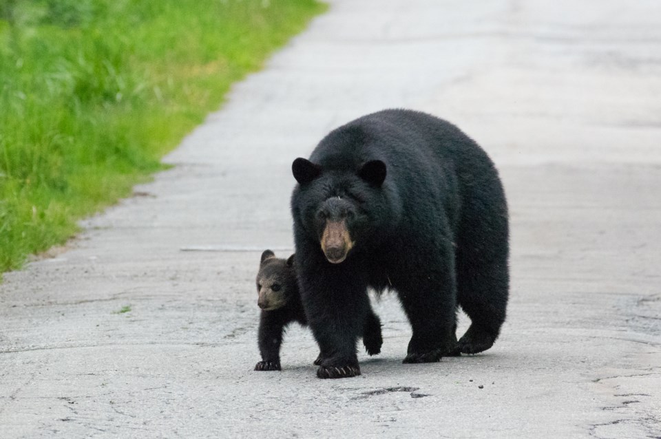 Bear and cub