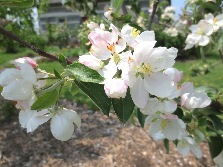 apple blossom