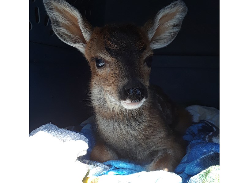 Powell River Orphaned Wildlife Society