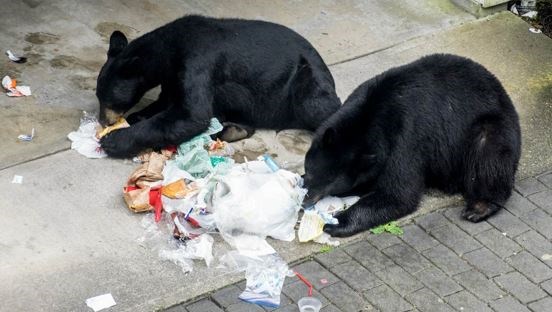 black bears eating