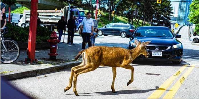 Doe motion: Social media lit up when a young deer trekked across town on Saturday. Photograph by opt