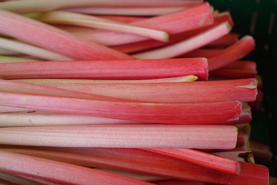 rhubarb