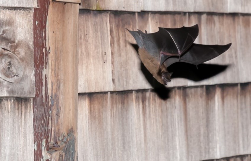 bat count volunteers