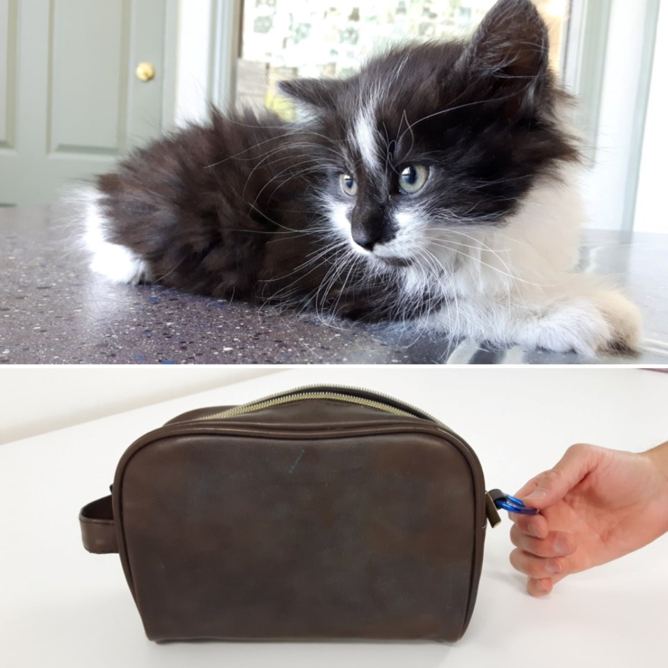 kitten in garbage