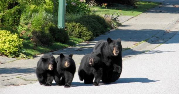 Bears
