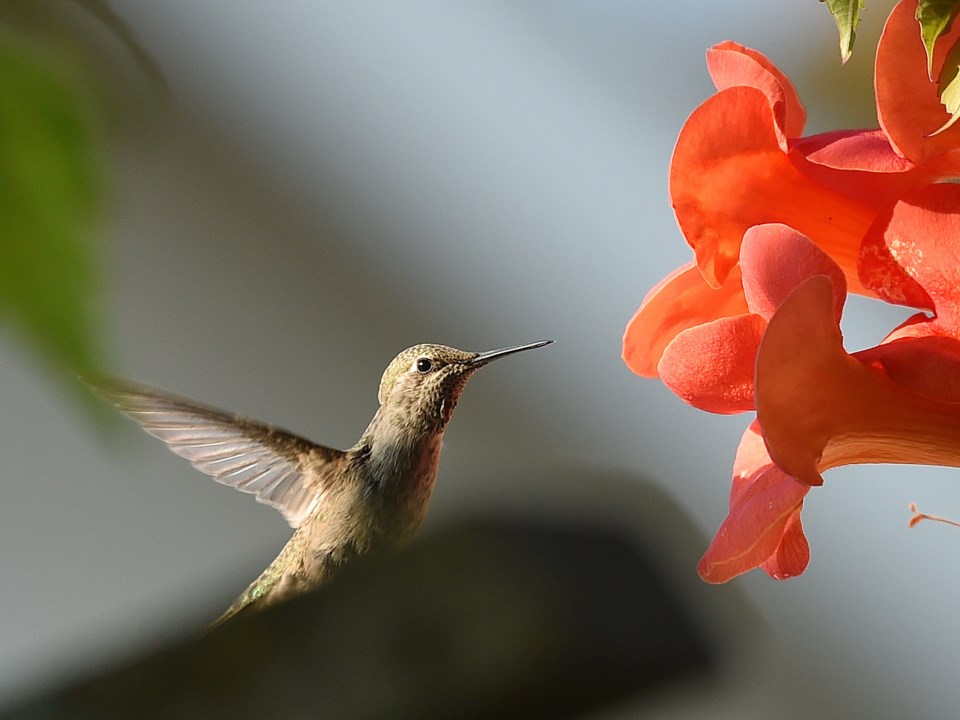 birds