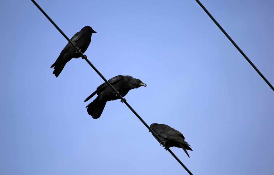 Getting attacked by a crow has become a rite of passage for most Vancouverites. An online interactiv