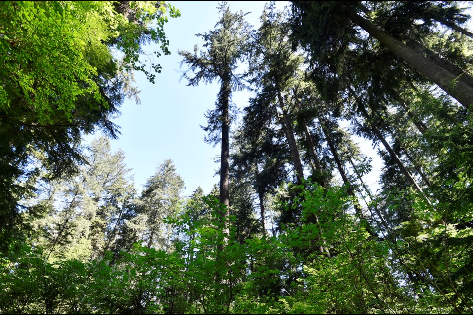 Vancouver’s tallest tree is a Douglas fir that measures 63.6 metres in height. It’s referred to as the “Second Chance Tree,” given its history growing out of the ashes of the Great Fire of 1886, which nearly incinerated the entire city.