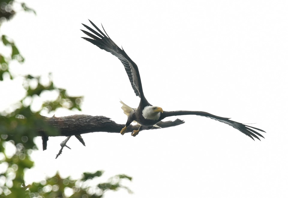 One of approximately 20 eagle nests currently dotted across Vancouver, including several in Stanley