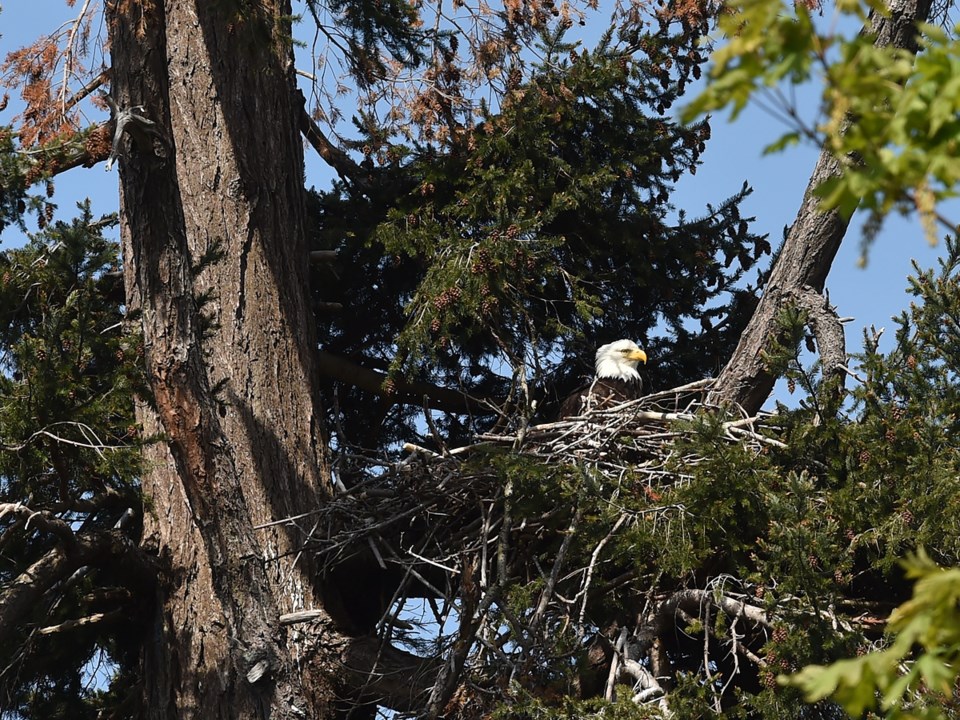 An eagle's nest near Wreck Beach on Southwest Marine Drive. Photo Dan Toulgoet