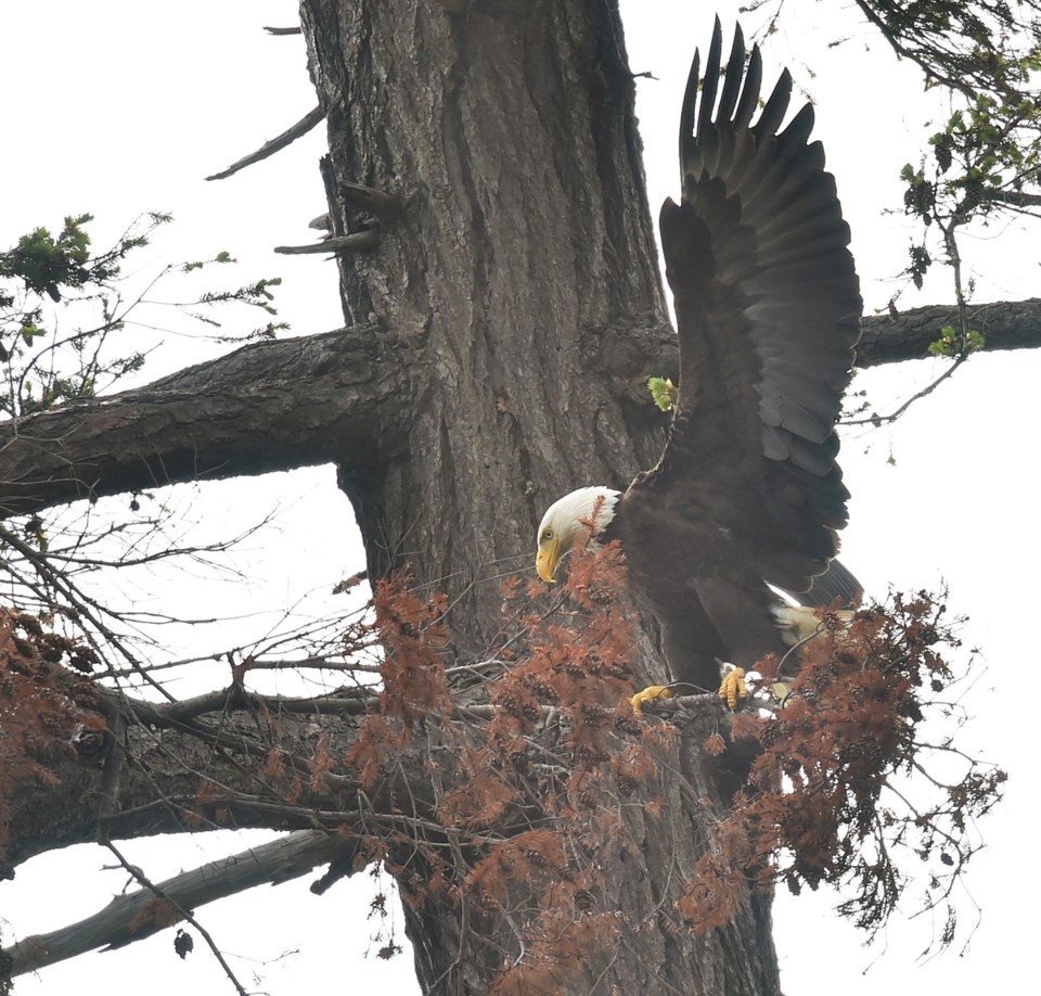 Vancouver’s eagle population remains modest, but the urban birds have come a long way since the 1960