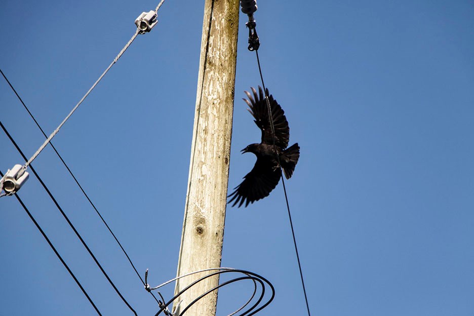 Burnaby crows