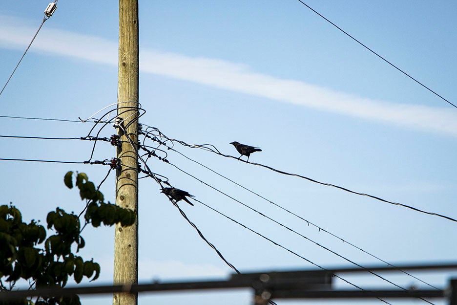 Burnaby crows on wire