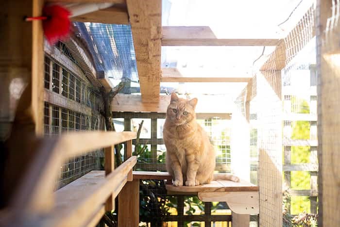 Catio tour Vancouver