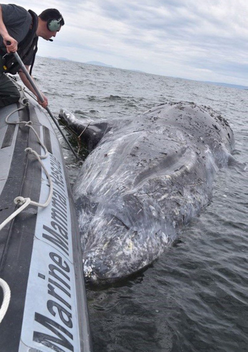Coastline alert: Watch for dead, distressed grey whales
