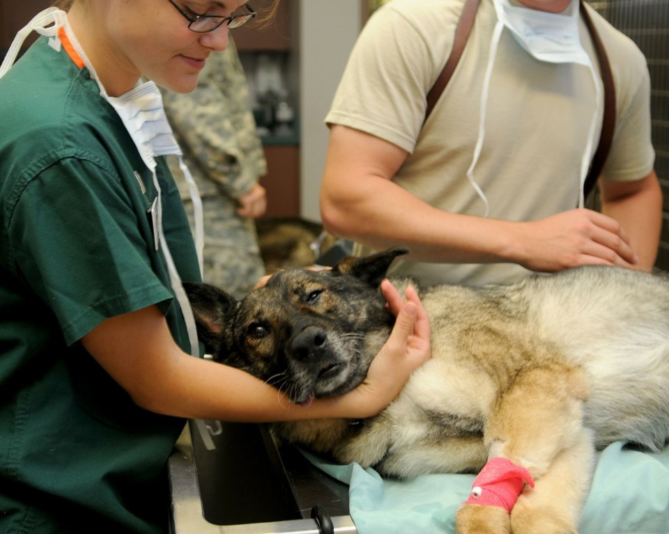 vet dog