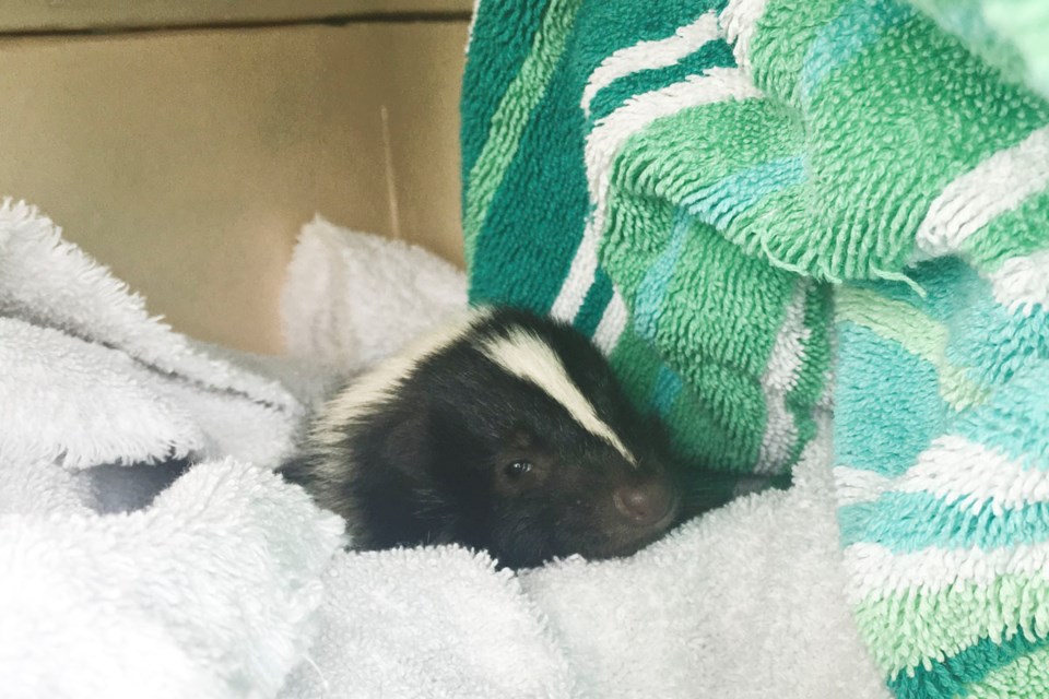 Baby skunk