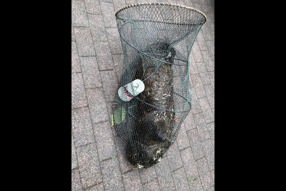 The City of New Westminster animal control services pulled a dead river otter caught in an illegal fish trap from the river on Sunday. Anyone with information on the incident is encouraged to call the B.C. Conservation Officer Services’ Report All Poachers and Polluters (RAPP) line at 1-877-952-7277.