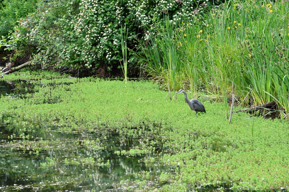 freshore heron