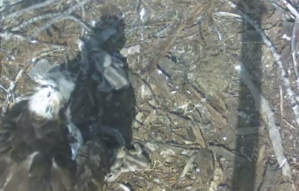 Osprey chicks