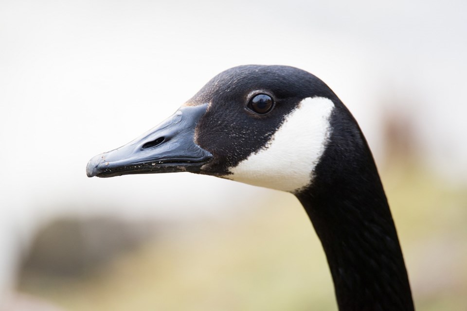 Canada Goose