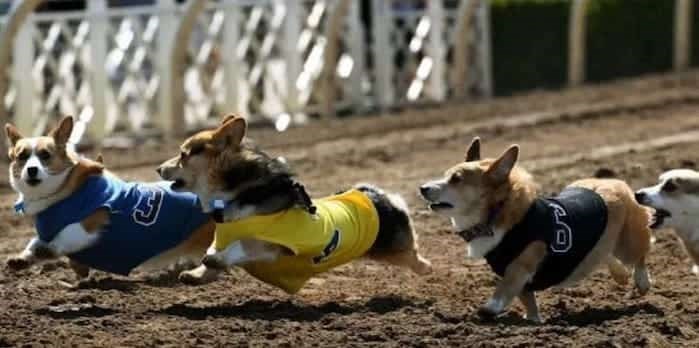 Corgis take to the Hastings Racecourse for the second annual Corgi Race this weekend. Photo @socalco