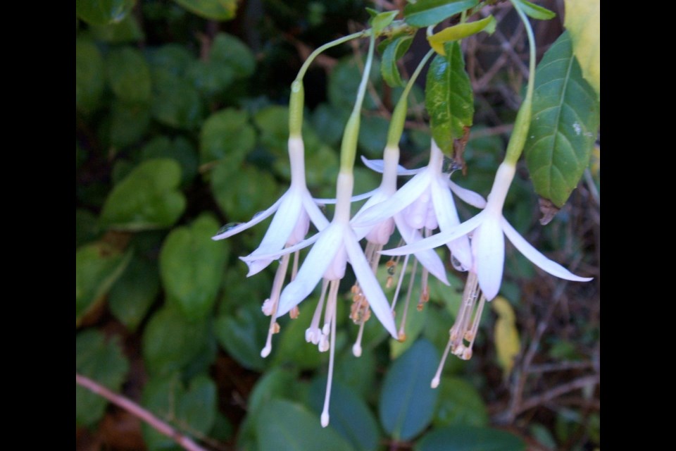 Fuchsia “Hellyn's Choice” in bloom. In harsh winters, fuchsias take on the role of perennials.