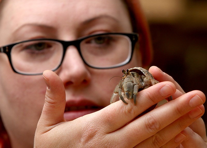Amber Miner visits with one of the 35 hermit crabs she keeps in two large tanks at her Port Moody home. Many of the crabs have been rescued from people who didn't know how to care for them properly.