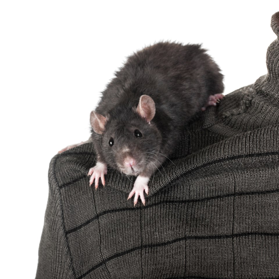 Rat on shoulder