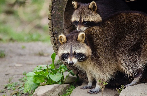 raccoons