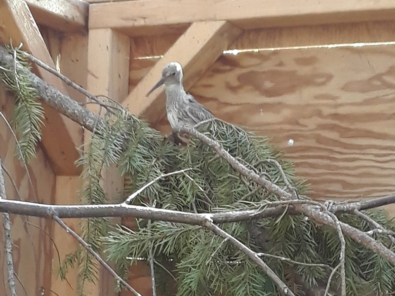 Powell River Orphaned Wildlife Society