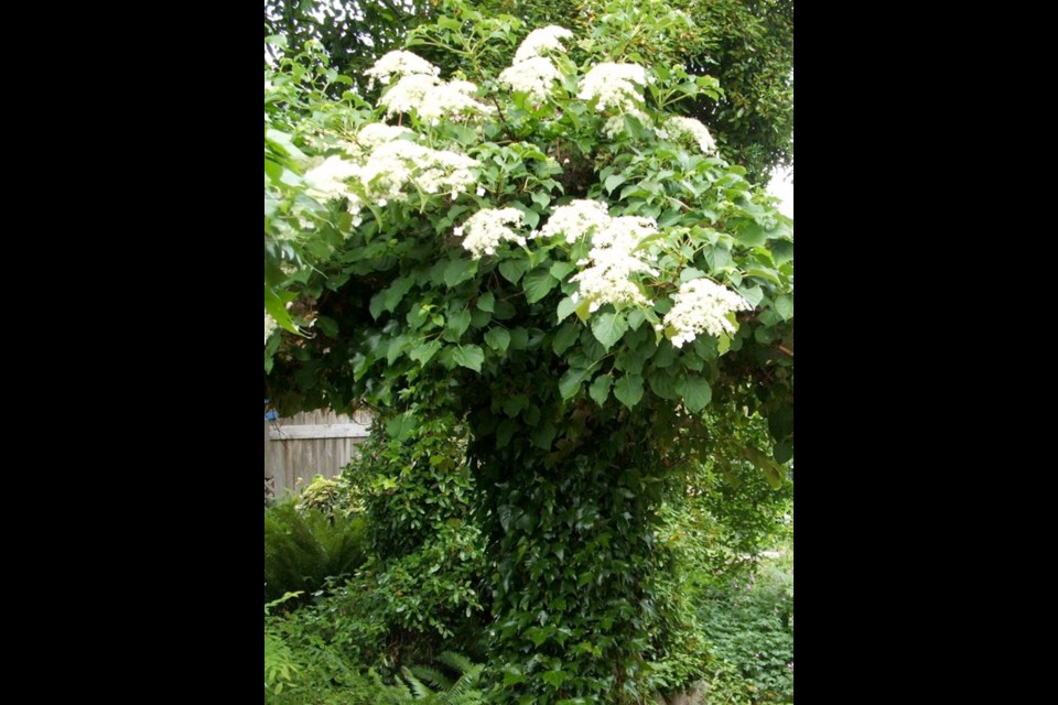 A sort of toadstool effect is created with climbing hydrangea blooming atop an ivy-clad stump.