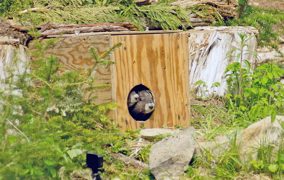 Marmot release-2009784.jpg