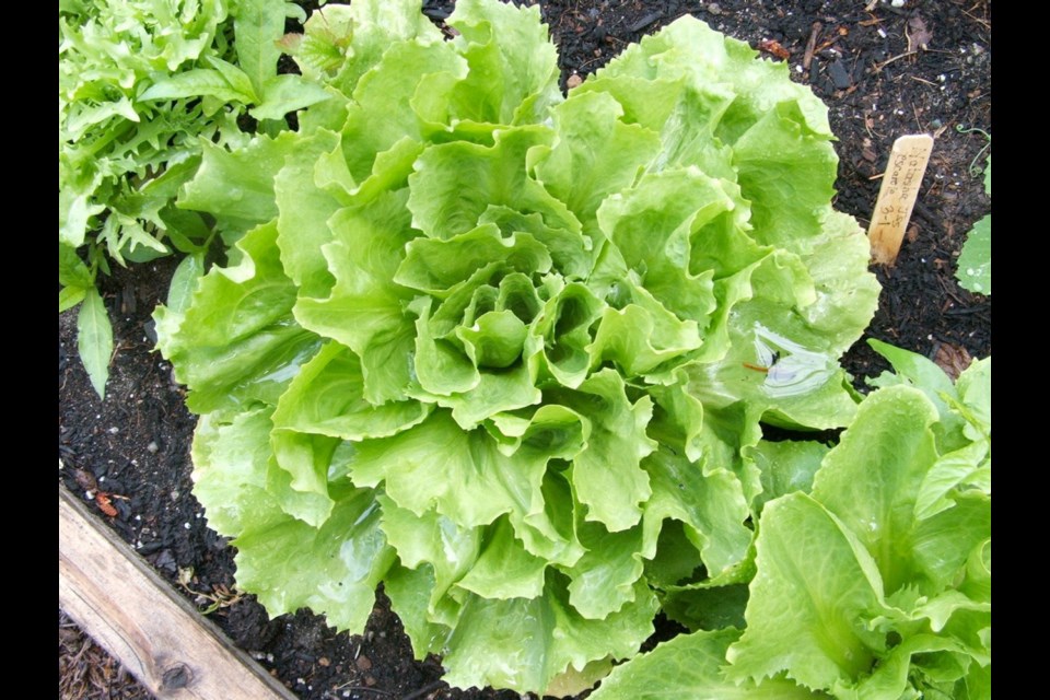 Broadleaf or "Batavian" endive, often called "escarole," forms sturdy heads of substantial leaves. The heads have creamy green hearts. This one is 'Natacha,' a particularly strong growing variety from Johnny's Selected Seeds.