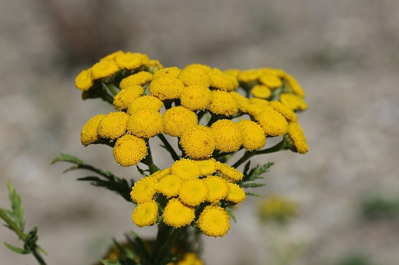 common-tansy.27_6262019.jpg