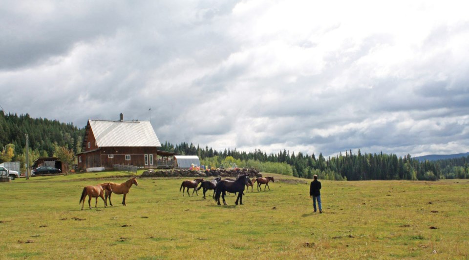horses