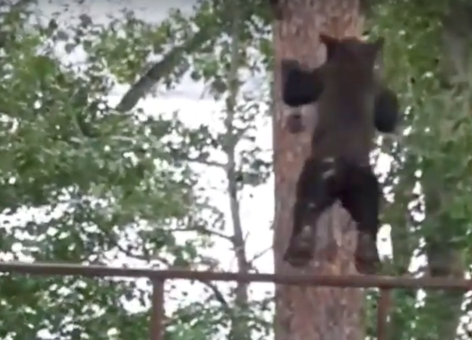 A young bear leaps from a deck to a tree