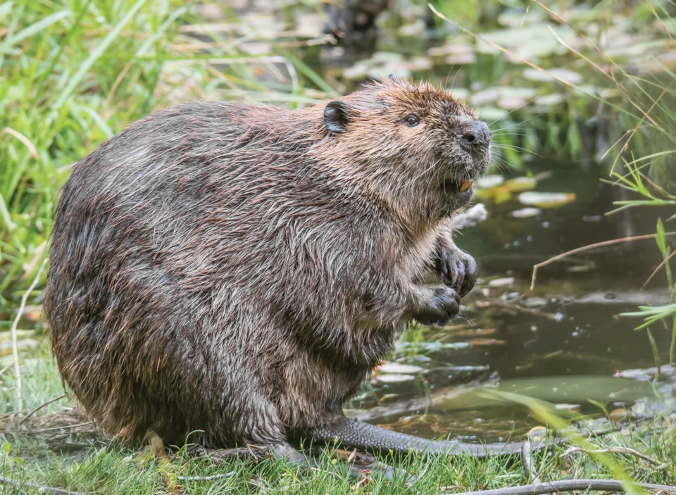 beaver