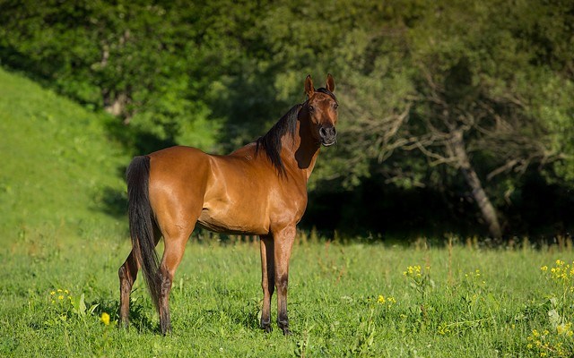 Horse