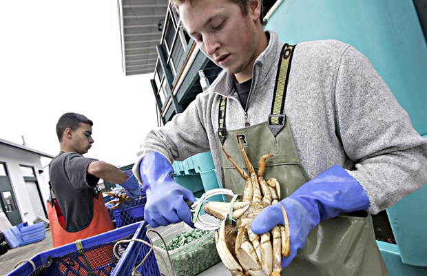 Hi-Gear Seafood employees, Robert Anderson (R) and Kyle Louis claw band some two thousand pounds of dungeness crab.