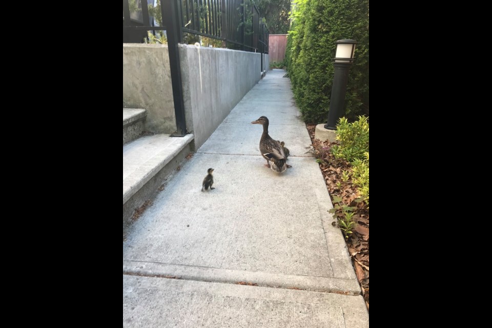 Ducklings were reunited with their mother after being rescued.