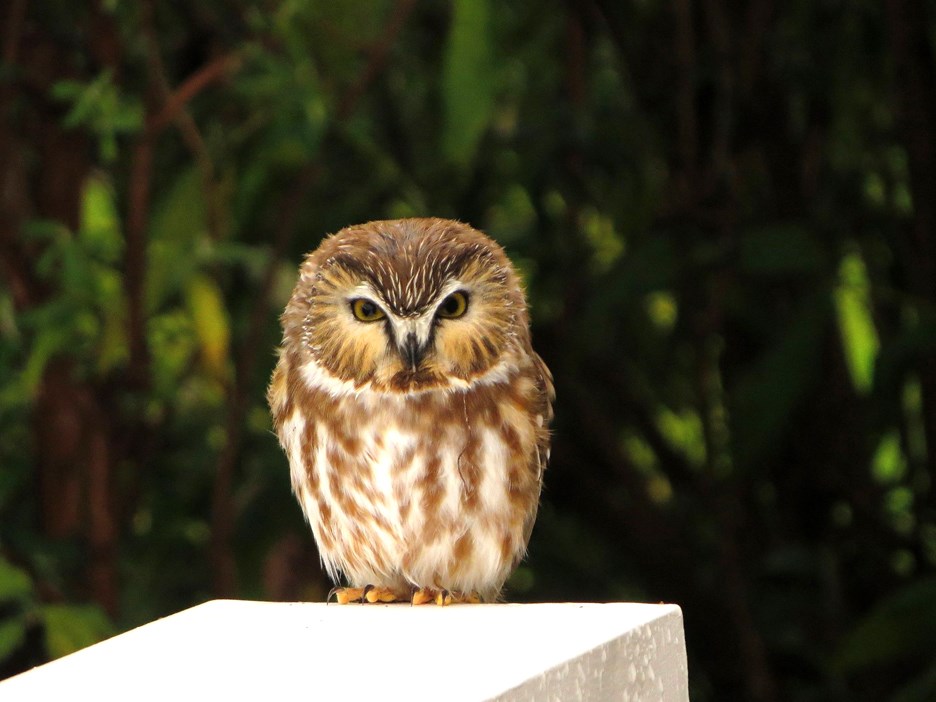 OWLE
