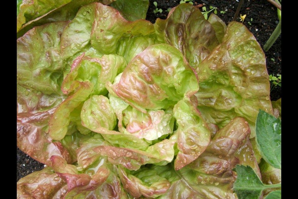Red Cross is a red-tinged butterhead lettuce that tolerates summer heat.