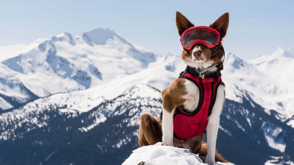 Henry, an avalanche rescue expert working with the Canadian Avalanche Rescue Dog Association, acts a