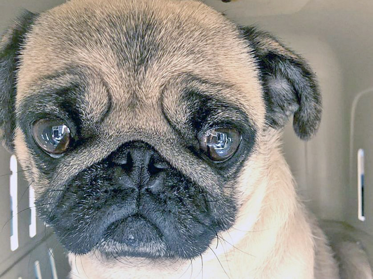 B.C. SPCA caring for 21 pugs French bulldogs surrendered by