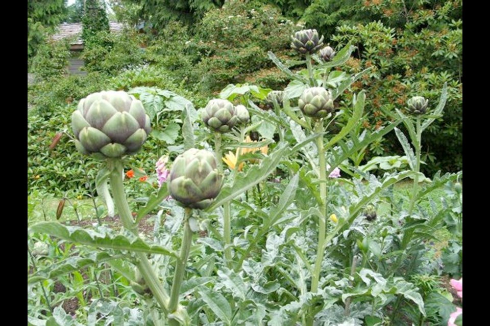A globe artichoke plant can bear hefty numbers of big buds that are gourmet delicacies.