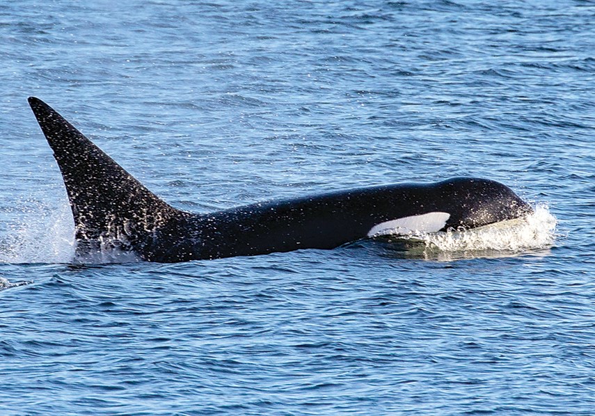 Orcas Eagle Island