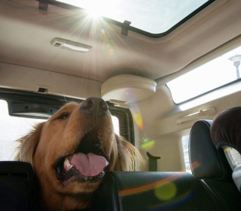 dog in car