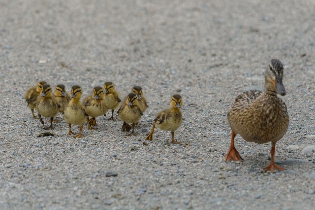 Mallard ducks