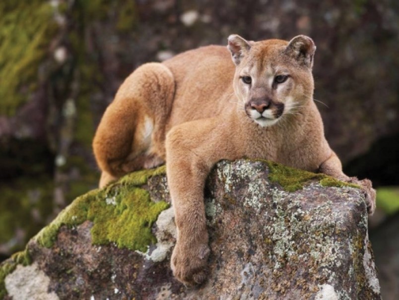 cougar